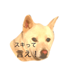 ちょっとムカつく犬（個別スタンプ：4）