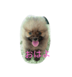 ポメラニアンまる（個別スタンプ：1）