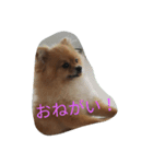ポメラニアンまる（個別スタンプ：5）