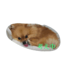 ポメラニアンまる（個別スタンプ：6）