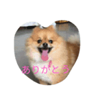 ポメラニアンまる（個別スタンプ：8）
