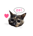 ふきだしさびねこ（個別スタンプ：1）