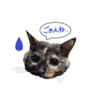 ふきだしさびねこ（個別スタンプ：2）