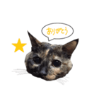 ふきだしさびねこ（個別スタンプ：3）