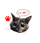 ふきだしさびねこ（個別スタンプ：4）