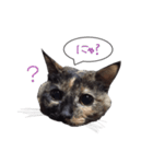 ふきだしさびねこ（個別スタンプ：5）