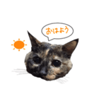 ふきだしさびねこ（個別スタンプ：7）
