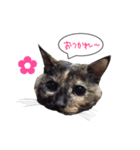 ふきだしさびねこ（個別スタンプ：8）