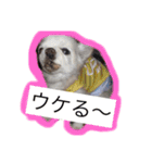 アップくん（個別スタンプ：16）
