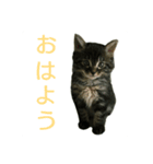 むぎトム3（個別スタンプ：1）