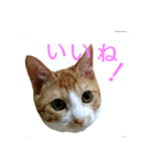 むぎトム3（個別スタンプ：2）