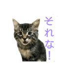 むぎトム3（個別スタンプ：3）