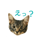 むぎトム3（個別スタンプ：4）