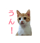 むぎトム3（個別スタンプ：5）