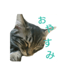 むぎトム3（個別スタンプ：8）
