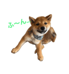 柴犬の柴田です。（個別スタンプ：1）