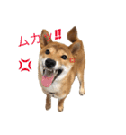 柴犬の柴田です。（個別スタンプ：2）