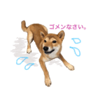 柴犬の柴田です。（個別スタンプ：4）