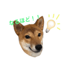 柴犬の柴田です。（個別スタンプ：5）