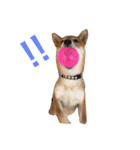柴犬の柴田です。（個別スタンプ：7）
