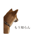 柴犬の柴田です。（個別スタンプ：8）