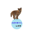 柴犬の柴田です。（個別スタンプ：9）