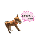 柴犬の柴田です。（個別スタンプ：10）