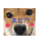 柴犬の柴田です。（個別スタンプ：11）