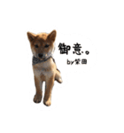 柴犬の柴田です。（個別スタンプ：12）