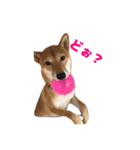 柴犬の柴田です。（個別スタンプ：13）