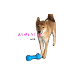 柴犬の柴田です。（個別スタンプ：14）