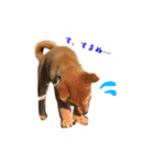 柴犬の柴田です。（個別スタンプ：15）