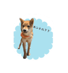 柴犬の柴田です。（個別スタンプ：16）