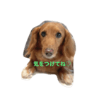 うちのマリー（個別スタンプ：3）