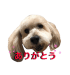 犬6匹のスタンプ 2（個別スタンプ：1）