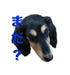 犬6匹のスタンプ 2（個別スタンプ：4）
