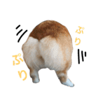 犬6匹のスタンプ 2（個別スタンプ：6）