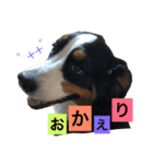 犬6匹のスタンプ 2（個別スタンプ：10）