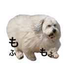 犬6匹のスタンプ 2（個別スタンプ：11）