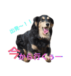 犬6匹のスタンプ 2（個別スタンプ：12）
