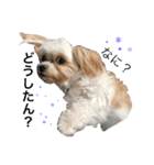 犬6匹のスタンプ 2（個別スタンプ：16）