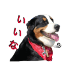 犬6匹のスタンプ 2（個別スタンプ：20）
