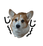 犬6匹のスタンプ 2（個別スタンプ：21）