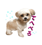 犬6匹のスタンプ 2（個別スタンプ：22）