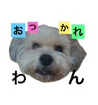 犬6匹のスタンプ 2（個別スタンプ：23）