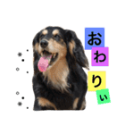 犬6匹のスタンプ 2（個別スタンプ：24）