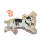 cat dog frogs（個別スタンプ：8）