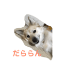 うちのりんちゃん（個別スタンプ：3）