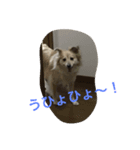 うちのりんちゃん（個別スタンプ：6）