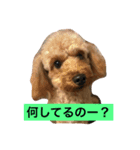 ネネたんスタンプ1（個別スタンプ：2）